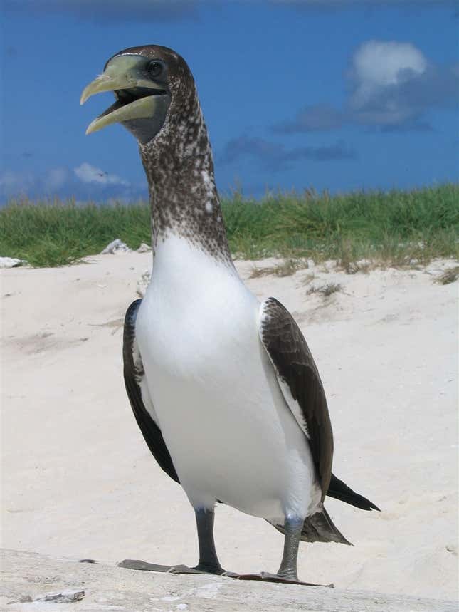 Look at this dinosaur. Specifically, a brown booby.