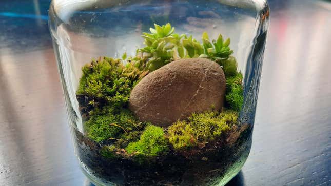 Image for article titled Stop Killing Houseplants (Create a Self-Sustaining Ecosphere Instead)