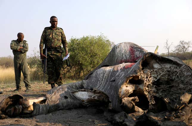 Botswana Defence Force (BDF) officers inspect the carcass of an elephant in the Linyanti area, Botswana,