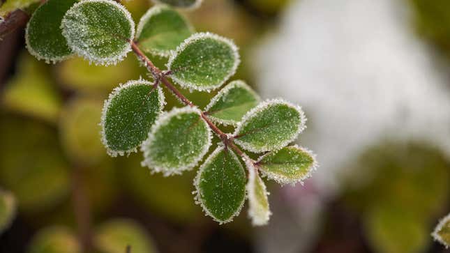 Image for article titled You Can Still Save Your Plants From the Cold