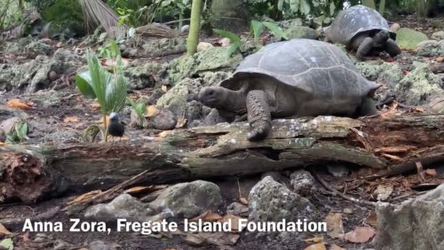 A giant tortoise hunts a young bird.