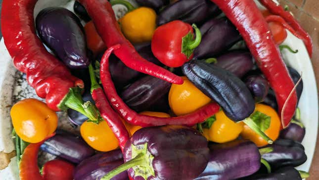 Choose a selection of peppers, with an emphasis on sweet, even if you love heat. A few hot peppers will give heat to the entire batch of salsa, and using only hot peppers will overwhelm. 