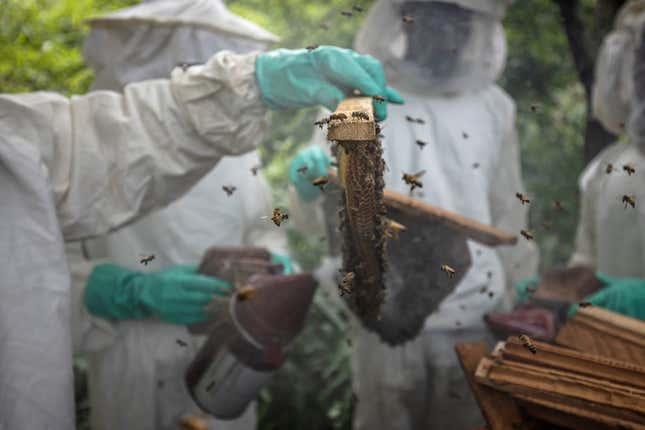 Bees and their keepers at the Chimpanzee Conservation Center in Guinea.