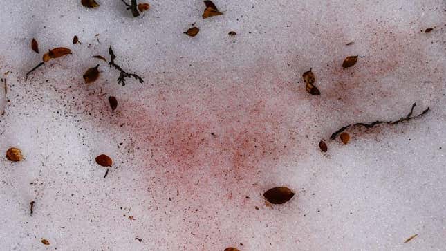 Algae or “glacier blood” on the snow near Villar-d’Arene in the French Alps in 2021. 