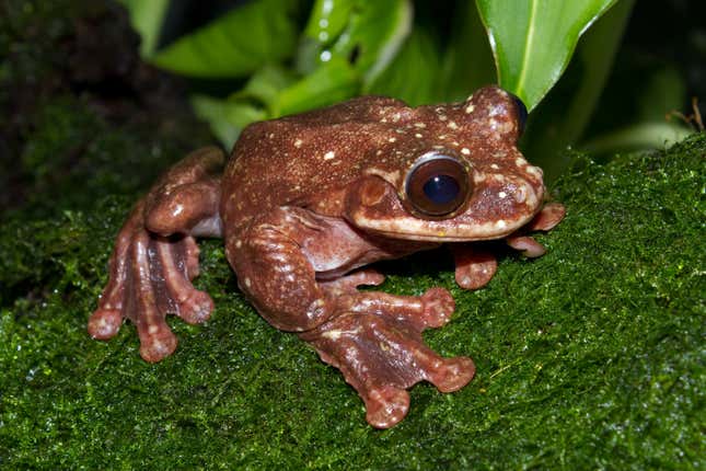 Toughie, the last known now-extinct Rabbs' fringe-limbed treefrog.