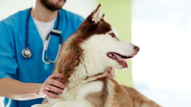 形象篇题为如何训练你的狗喜欢兽医