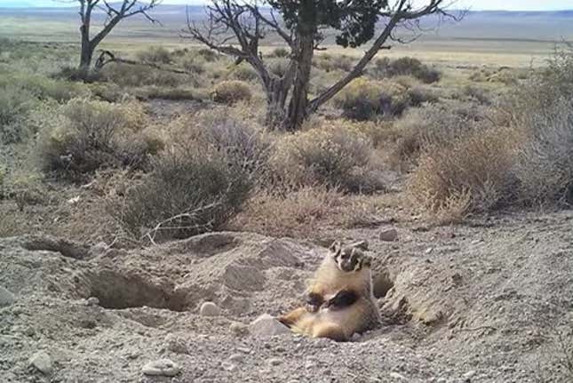 Image for article titled Highly satisfied badger on six-day digging bender buries entire cow to eat later