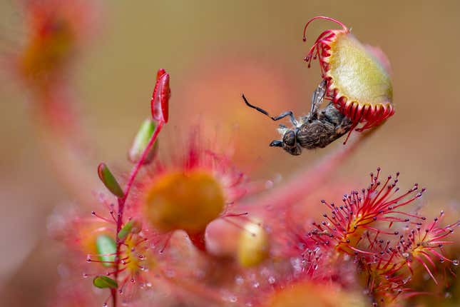 A sundew clings onto a horsefly.
