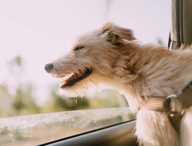Image for article titled Old Dog Having Absolute Blast On Car Ride Over To Euthanasia Appointment