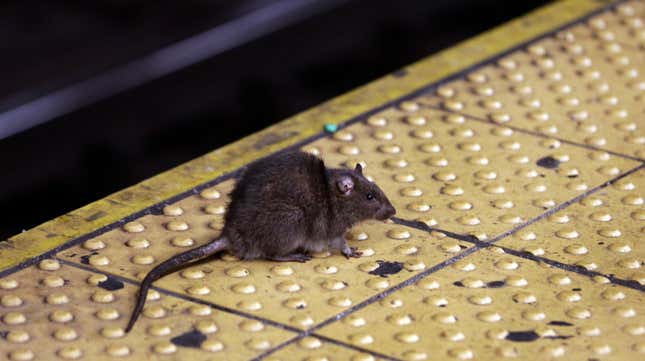 Image for article titled You’re Not Mapping Rats, You’re Mapping Gentrification
