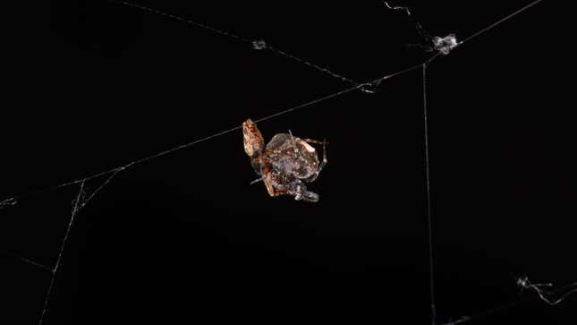 Spiders having sex.
