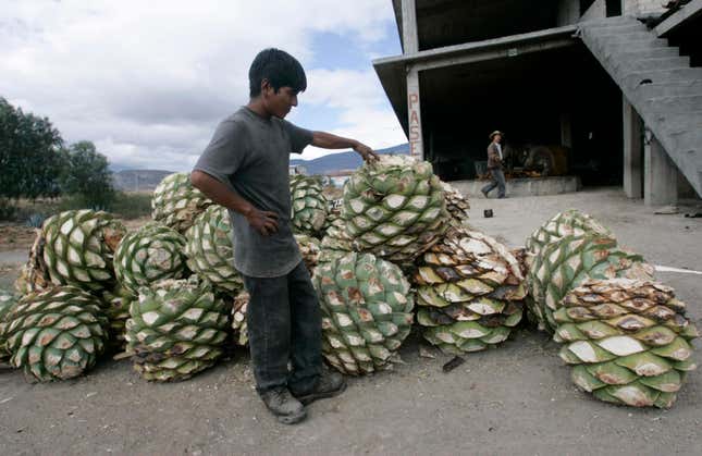 Harvested agave hearts in Santiago Matatlan