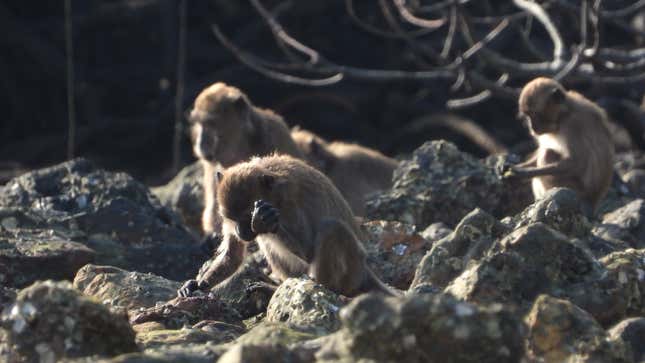 A macaque using a stone tool. 