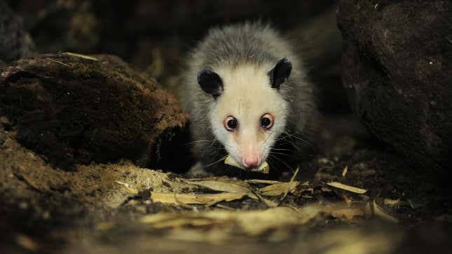Image for article titled What to Do If a Possum Gets in Your House