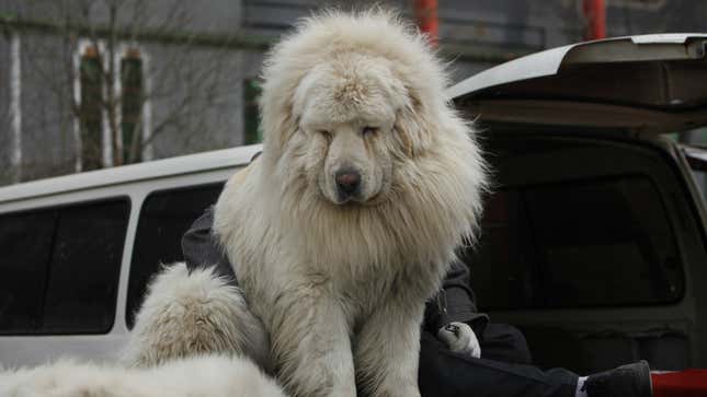 A big dog in China