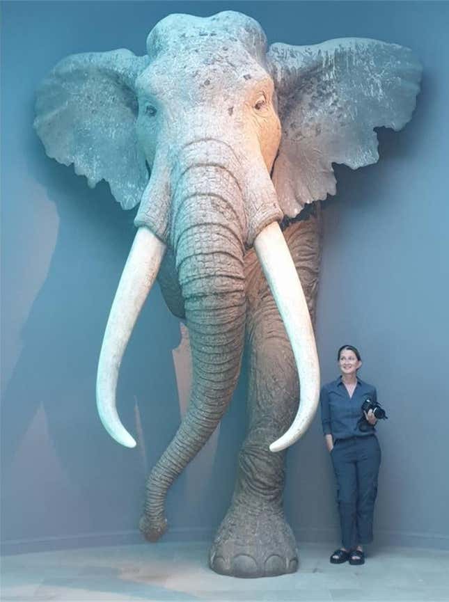 Study lead author Sabine Gaudzinski-Windheuser (5'3") next to a reconstruction of an adult male P. antiquus.