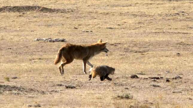 Imagen para el artículo titulado Parece una película de Pixar, pero es real: los coyotes y los tejones cazan en equipo