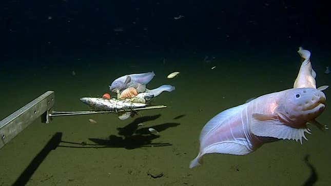 Images of the snailfish alive from 7500-8200m in the Izu-Ogasawara Trench.