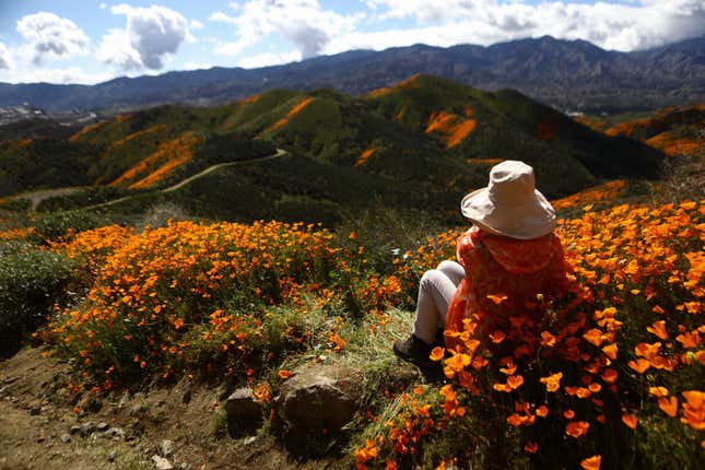 Image for article titled California Police to Influencers: Stay Away From the Poppies or We’ll Arrest You