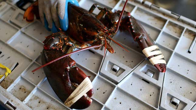 Image for article titled Maine Lobsters Accused of Starting Covid-19 Pandemic, Mainers Pissed
