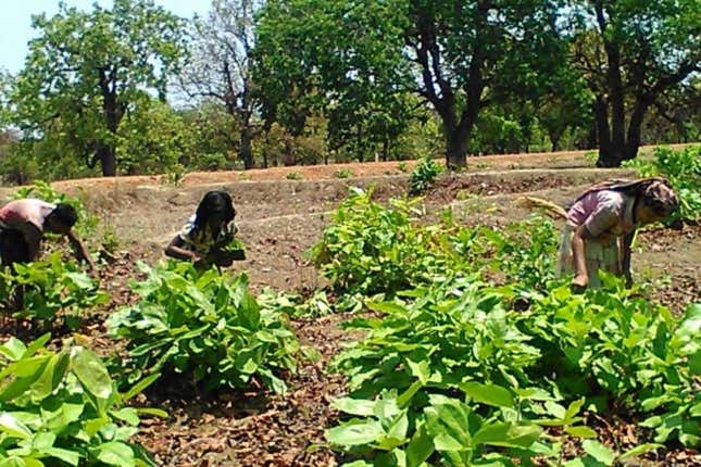 Tendu leaf, also known as the golden leaf, gives more than Rs1,000 crore every year to the public exchequer.