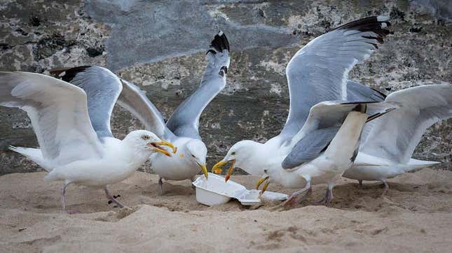 Seagulls feasting on styrofoam containers on a beach
