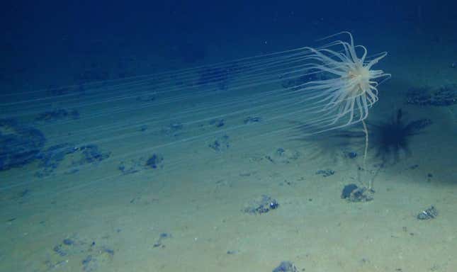 Image for article titled Deep-Sea Mining For EV Metals Is More Harmful Than Previously Thought