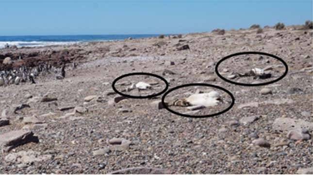Three Magellanic penguin corpses found at Punta Tombo just after the Jan. 19, 2019 heat wave.