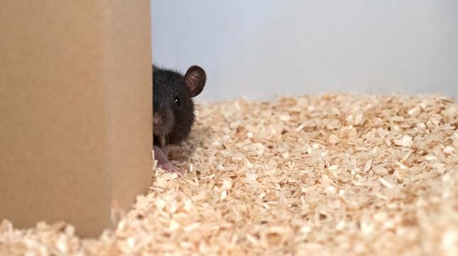 A rat playing hide-and-seek. 