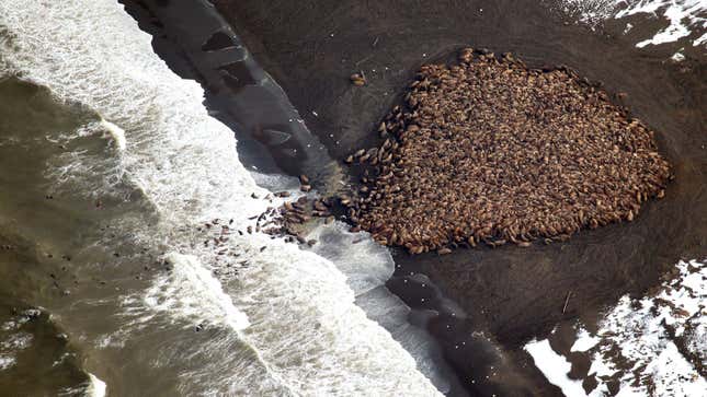 arctic global warming climate change rising temperatures ice In this aerial photo taken on Sept. 23, 2014 and released by NOAA, some 1500 walrus are gather on the northwest coast of Alaska. Pacific walrus looking for places to rest in the absence of sea ice are coming to shore in record numbers, according to NOAA. (AP Photo/NOAA, Corey Accardo This June 2014 released by the U.S. Fish and Wildlife Service shows Pacific walruses in the Chukchi Sea off the coast of Alaska. Researchers are trying to get a better handle on the size of the Pacific walrus population ahead of an expected decision by the U.S. Fish and Wildlife Service on whether the animals need special protections. (AP Photo/U.S. Fish and Wildlife Service