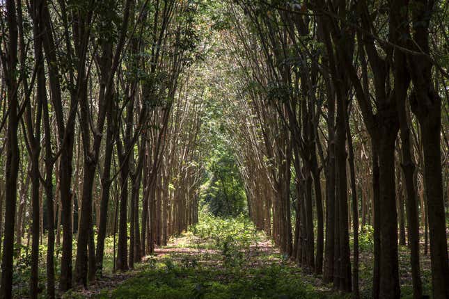 This photo taken on January 17, 2023 shows rubber trees in the early morning mist at a rubber plantation in Thailand’s southern Surat Thani province. - Thailand is the world’s largest producer of natural rubber — supplying almost 40 percent of global stocks in 2021