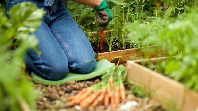 A gardener kneels on a small green pad in the dirt of a vegetable garden, using a trowel to dig up carrots