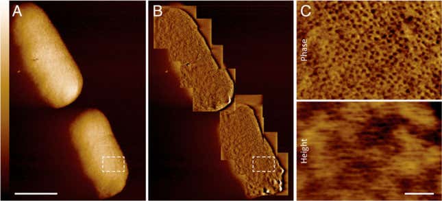 Imagen para el artículo titulado Estas son las imágenes más detalladas jamás tomadas de bacterias vivas