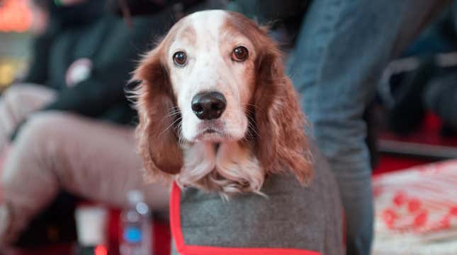 A dog at the January Midnight Moment concert for dogs: Heart Of a Dog by Laurie Anderson, held at Duffy Square on January 4, 2016 in New York City