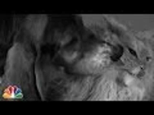 See Puppies and Kitties Lick for The First Time In 'First Kiss' Parody