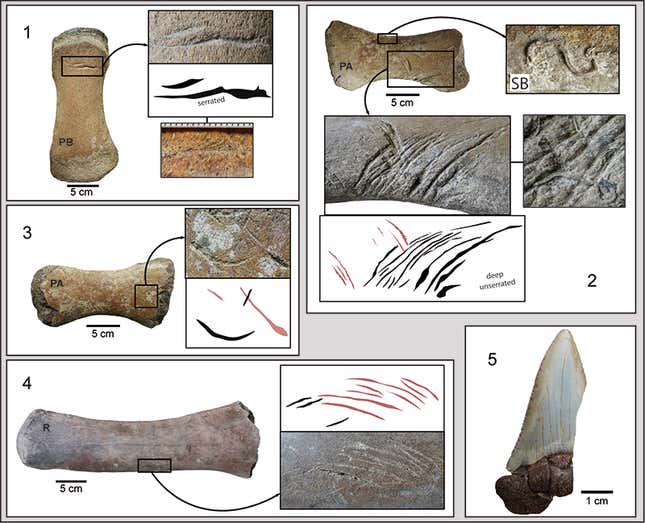 Image for article titled Fossil Hunters Found Bones From an Ancient Whale... and Then They Saw the Bite Marks