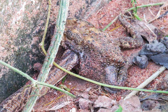 A kukri snake going about its deadly work.
