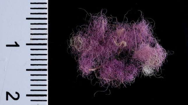Hallan por primera vez hebras del lujoso tejido violeta con el que vestían a los reyes de la Biblia