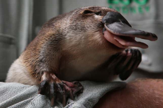 This platypus, named Annie, is adorable.
