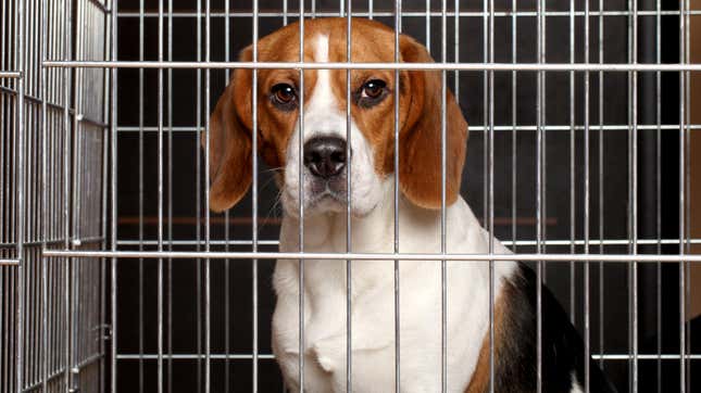 Image for article titled How to Adopt One of the 4,000 Beagles Rescued From a Breeding Facility