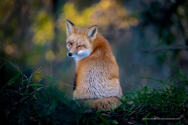 A fox looks towards the photographer behind it, winking.