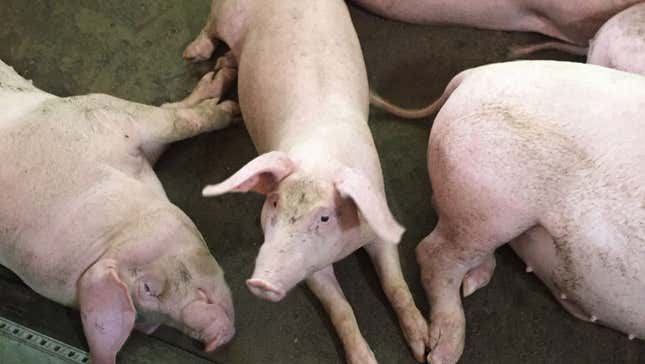 The pigs Le thi Vin raises in Hanoi, Vietnam