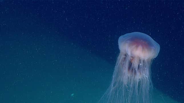 The Lion's Mane Jellyfish Is Huge and Looks Out of This World