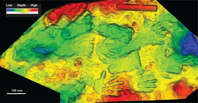 A scan of the fossils.