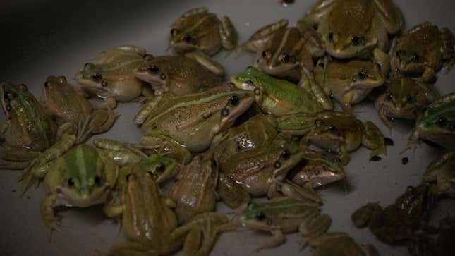 A group of frogs at Patrice François’s frog farm