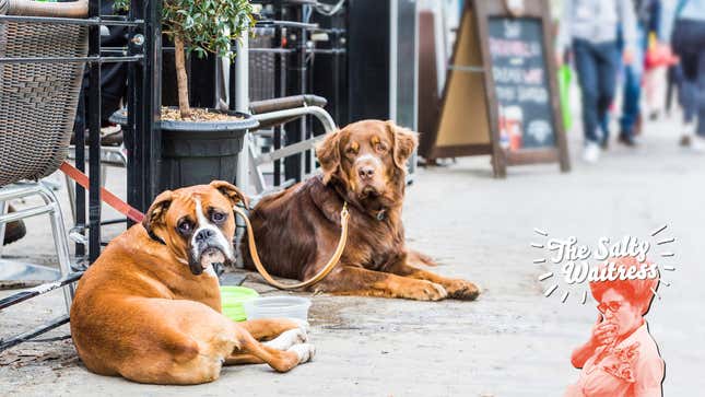 Image for article titled Ask The Salty Waitress: Why can't my dog sit just outside the restaurant patio?