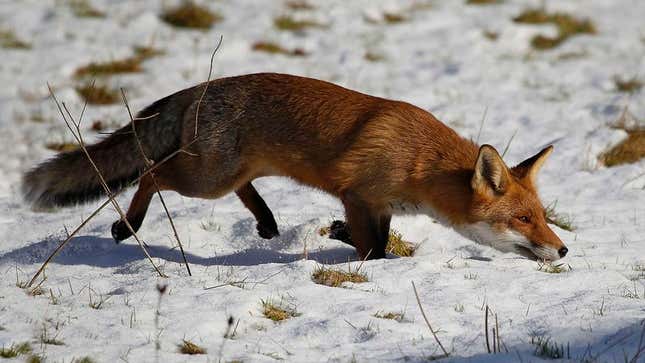 Image for article titled Biologists Confirm Foxes Sneakiest Little Fuckers In Animal Kingdom