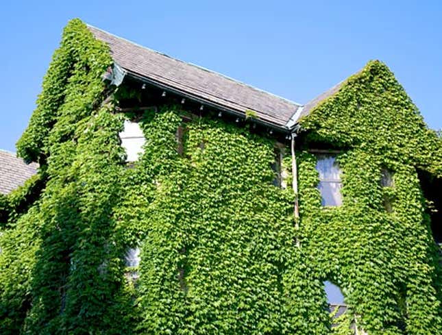 Image for article titled Ivy-Covered Home Like That On Inside Too