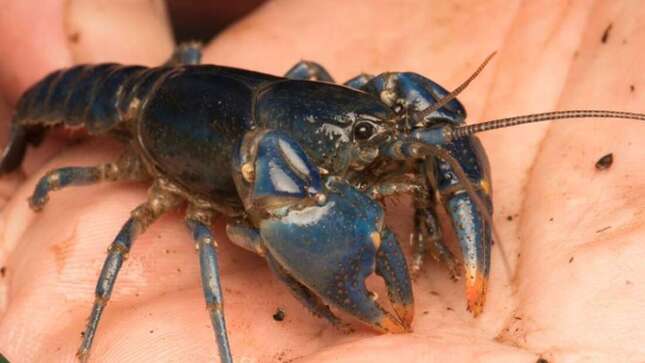 Imagen para el artículo titulado Tras 45 años de búsqueda encuentran un cangrejo azul en Ohio