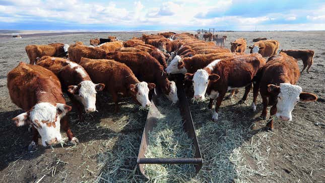 Image for article titled Ranchers and Environmentalists Agree: Trump’s New Water Rule Sucks